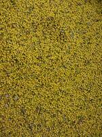 een dichtbij omhoog van een geel veld- van mosterd zaden foto