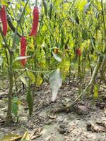 rood Chili paprika's groeit in de veld- foto