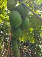 groen papaja fruit hangende van een boom foto