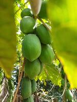 groen papaja fruit hangende van een boom foto