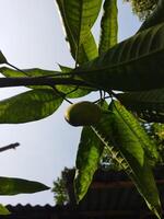 een boom met fruit hangende van het foto