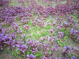 een veld- van Purper biet planten in de midden- van de veld- foto