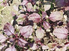 een veld- van Purper planten groeit in de aarde foto