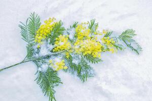 struik van geel voorjaar bloemen mimosa. sneeuw. foto