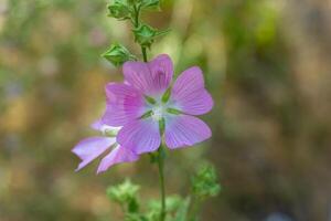 zomer tafereel, natuur in de zomer dag foto