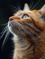 ai gegenereerd gember kat met bakkebaarden staren omhoog met intens focus foto