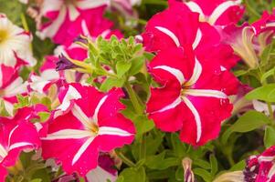 mooi petunia's in een tuin foto