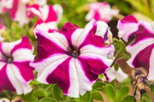 mooi petunia's in een tuin foto