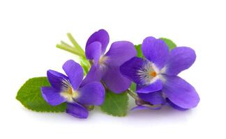 wild voorjaar viooltjes foto