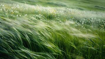 ai gegenereerd een minimalistische samenstelling van een met gras begroeid weide, met hoog gras zwaaiend in de wind foto