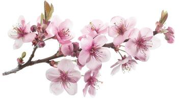 ai gegenereerd roze kers bloesem Aan wit achtergrond, geïsoleerd sakura boom Afdeling foto