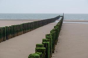 oud houten golfbrekers Aan de noorden zee in zeeland Nederland foto