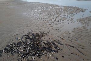 de kust Bij laag tij met strand en schelpen in de voorgrond foto