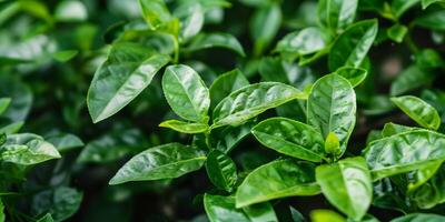 ai gegenereerd vers groen thee bladeren Bij een plantage in natuurlijk licht foto