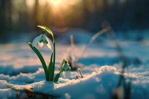 ai gegenereerd sneeuwklokje bloem groeit in sneeuw in vroeg voorjaar Woud. voorjaar bloemen sneeuwklokjes symboliseren de aankomst van voorjaar foto