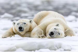 ai gegenereerd twee polair bears zijn aan het liegen en ontspannende Aan de sneeuw foto