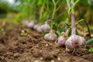 ai gegenereerd knoflook in de groente tuin. de concept van voorjaar of herfst tuinieren. foto