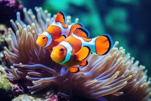 ai gegenereerd amphiprion Ocellaris clown vis en anemoon in zee. foto