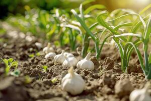 ai gegenereerd knoflook in de groente tuin. de concept van voorjaar of herfst tuinieren. foto