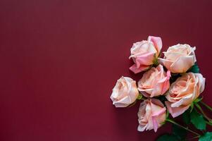 roze rozen Aan donker rood achtergrond voor valentijnsdag en moeder dag concept. foto