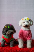 aanbiddelijk twee poedel honden zittend Aan rood bed met liefde vorm stickers Aan zijn vacht voor valentijnsdag dag concept. foto