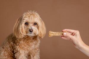 een meisje feeds een Maltipoo puppy een bot. hond zorg, gelukkig honden concept foto