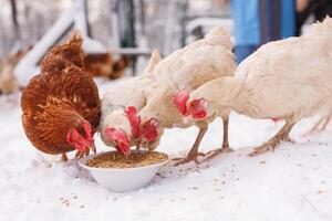 kip eet voeden en graan Bij een eco-gevogelte boerderij in winter, vrije uitloop kip boerderij foto