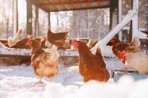 kip wandelen Aan een eco-gevogelte boerderij in winter, vrije uitloop kip boerderij foto