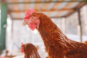 kip detailopname van een eco-gevogelte boerderij in winter, vrije uitloop kip boerderij foto