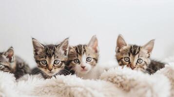 ai gegenereerd nieuwsgierig katjes, een groep van speels kittens verkennen hun omgeving Aan een wit achtergrond, achtergrond afbeelding, generatief ai foto