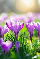 ai gegenereerd Purper krokus bloemen in vers groen gras, zonneschijn foto