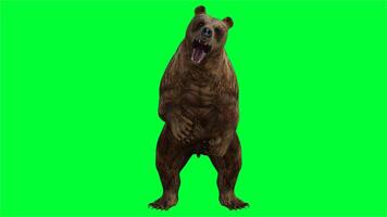 bruin beer Aan groen scherm foto