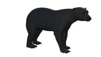 zwart beer Aan wit achtergrond foto