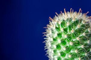 cactus, blauw achtergrond foto
