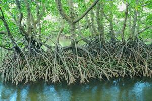 mangrove boom wortels dat toenemen bovenstaand zee water. mangroven functie net zo planten dat zijn bekwaam naar weerstaan zee water stromingen dat eroderen kust- land- foto