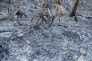as links over- van brandend bossen naar Doorzichtig plantage land- foto