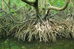 mangrove boom wortels dat toenemen bovenstaand zee water. mangroven functie net zo planten dat zijn bekwaam naar weerstaan zee water stromingen dat eroderen kust- land- foto