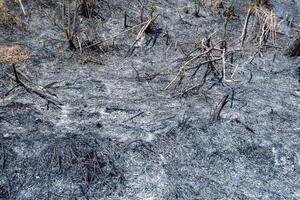 as links over- van brandend bossen naar Doorzichtig plantage land- foto