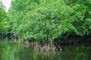 mangrove boom wortels dat toenemen bovenstaand zee water. mangroven functie net zo planten dat zijn bekwaam naar weerstaan zee water stromingen dat eroderen kust- land- foto