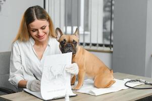 vrouw dierenarts onderzoeken Frans bulldog foto