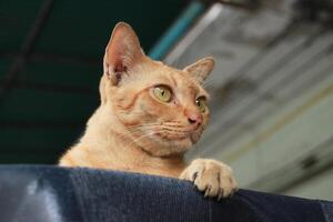 dichtbij omhoog schuilplaats vettig gember oranje gestreept kat gezicht op zoek Rechtdoor foto