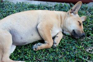 slapen bruin schattig puppy baby hond Aan de gras verdieping foto