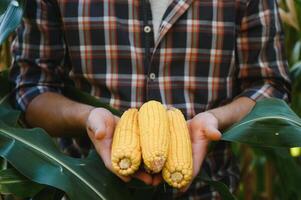 boer hand- onderzoeken rijp maïs Aan de maïskolf. een vers oor van rijp maïs in boerderij hand, detailopname. oogst concept. biologisch gezond voedsel. foto