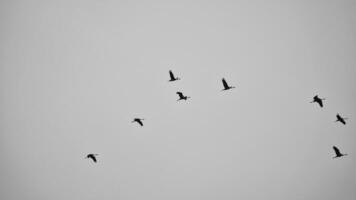kranen vlieg in v vorming in de lucht. migrerend vogelstand Aan de schat. zwart wit foto