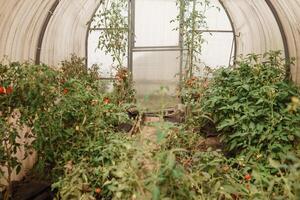 tomaten zijn hangende Aan een Afdeling in de serre. de concept van tuinieren en leven in de land. een groot kas voor groeit eigengemaakt tomaten. foto