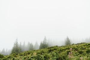 groen pijnboom Woud Aan een monteren helling in een dicht mist, breed buitenshuis achtergrond foto