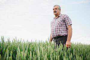 portret van senior boer agronoom in tarwe veld- op zoek in de afstand. geslaagd biologisch voedsel productie en teelt foto