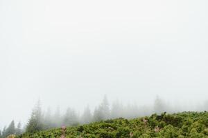 mist die de bergbossen bedekt foto