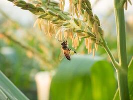 honing bij arbeider verzamelen stuifmeel van bloem van zoet maïs, vliegen, bestuiven, nectar, geel stuifmeel ,insect, hommel, macro horizontaal fotografie, zomer en voorjaar achtergronden, kopiëren ruimte. foto