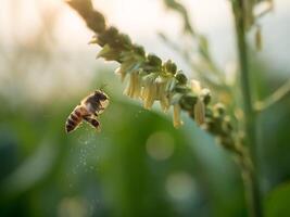 honing bij arbeider verzamelen stuifmeel van bloem van zoet maïs, vliegen, bestuiven, nectar, geel stuifmeel ,insect, hommel, macro horizontaal fotografie, zomer en voorjaar achtergronden, kopiëren ruimte. foto